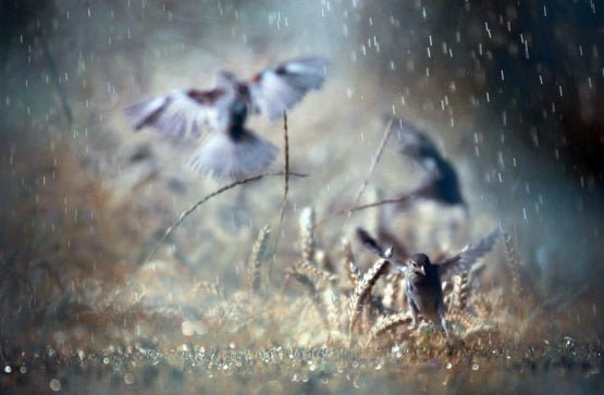 rainphotos20 in 35 (Really) Beautiful Examples of Rain Photography