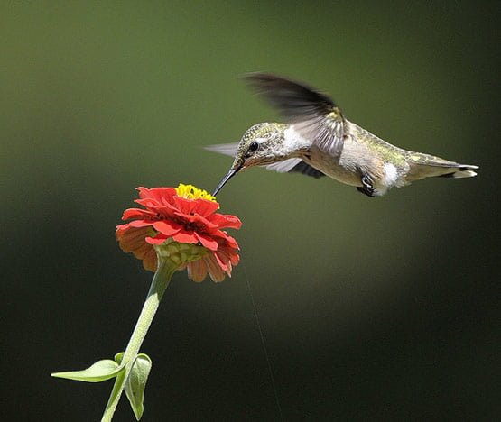 02 Ruby Throated Hummingbird Photography in 20 Examples of Perfectly Timed Animal Photography
