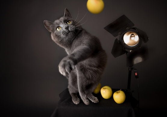 03 Cat Perfectly Timed Animal Photography in 20 Examples of Perfectly Timed Animal Photography