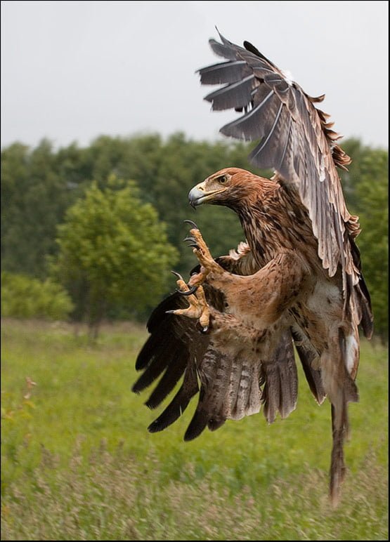 05 Brakes Animal Photography 05 Brakes Animal Photography in 20 Examples of Perfectly Timed Animal Photography