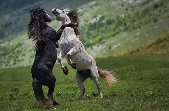 06 Black and White Animal Photography 06 Black and White Animal Photography in 20 Examples of Perfectly Timed Animal Photography