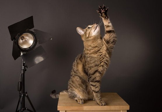 07 Training Cat Photography in 20 Examples of Perfectly Timed Animal Photography