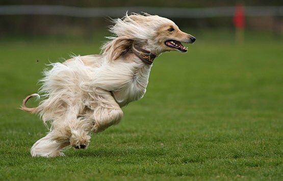 08 The Wind Animal Photography in 20 Examples of Perfectly Timed Animal Photography