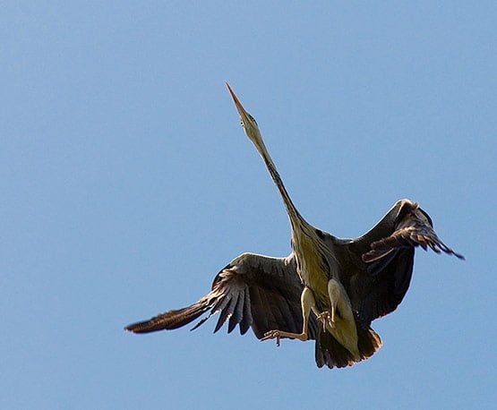 09 Coming to Land in 20 Examples of Perfectly Timed Animal Photography