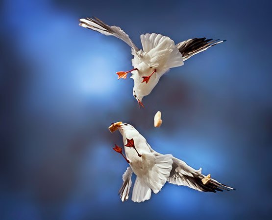 12 The Blue Acrobats Photography 12 The Blue Acrobats Photography in 20 Examples of Perfectly Timed Animal Photography