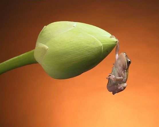 14 Hanging Frog 14 Hanging Frog in 20 Examples of Perfectly Timed Animal Photography