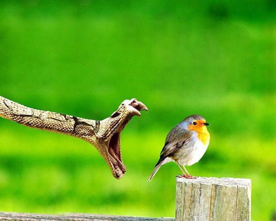 20 All in one bite in 20 Examples of Perfectly Timed Animal Photography