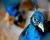 Dance-of-a-Peacock-Pakistan