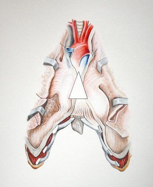 Anatomical Letter A