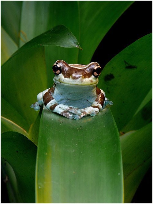 [http://www.boostinspiration.com/wp-content/uploads/2011/01/20_frog_cute_animals.jpg]