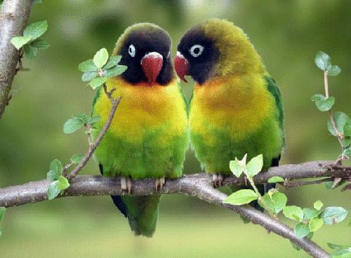 wallpapers of love birds. cute Love-irds wallpapers