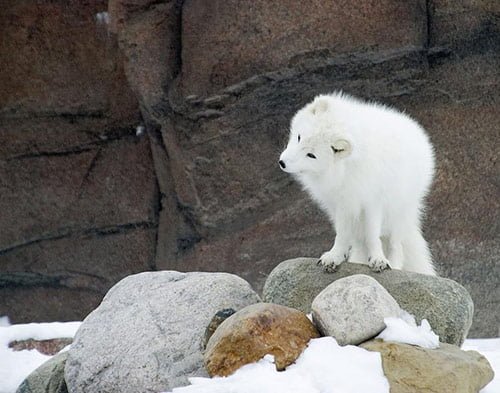 25_arctic_fox_cute_animals_pictures.jpg