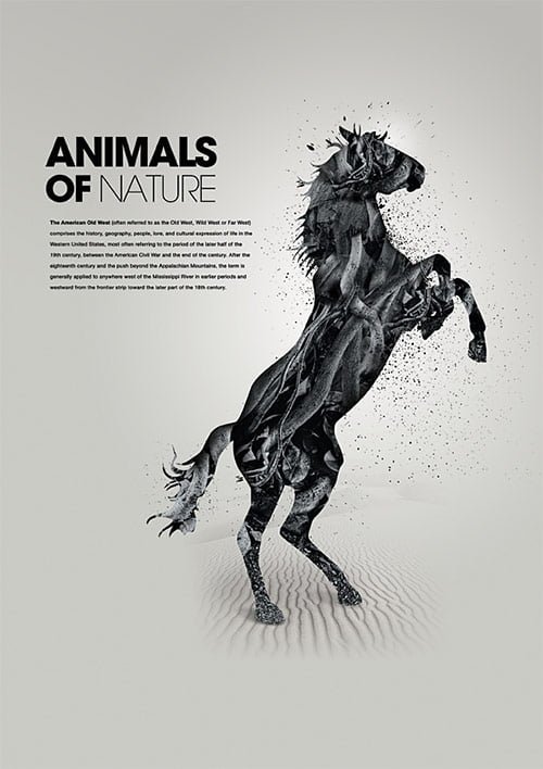 Pictures Of Nature And Animals. Horse in Animals of Nature