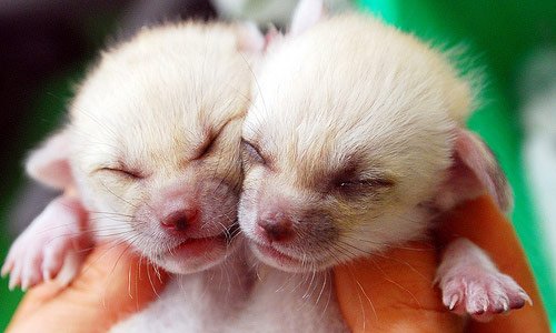 03 cuteanimals 03 cuteanimals