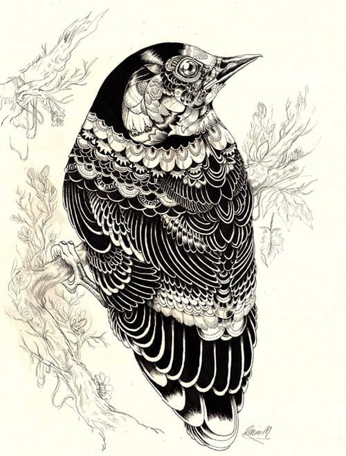 01 AnimalDrawing in Incredibly Amazing Animal Illustrations by Iain Macarthur