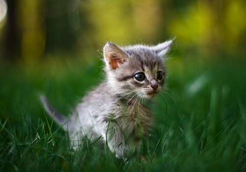 CuteBabyAnimals Photo11 in Cute Baby Animals Pictures To Refresh Your Mind