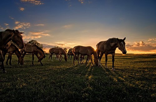 Horse06 in 25 Beautiful Horse Pictures