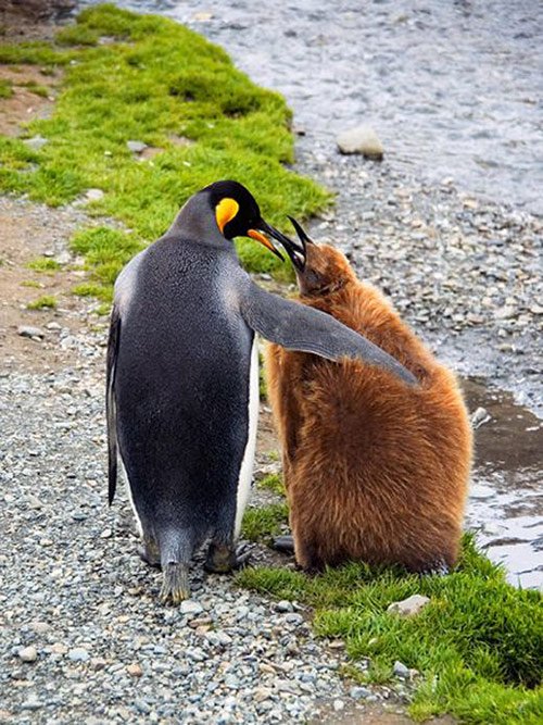 03 King Penguin Mother and Chick in Pictures of Baby Animals with Mothers (National Geographic)