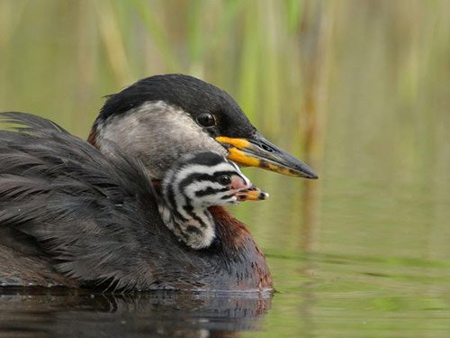 05 Red Necked Grebes Swimming in Pictures of Baby Animals with Mothers (National Geographic)
