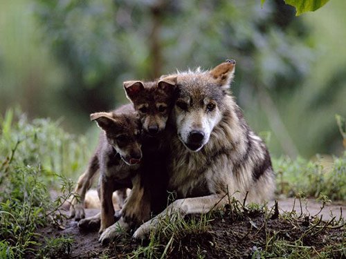 07 Mother Wolf in Pictures of Baby Animals with Mothers (National Geographic)