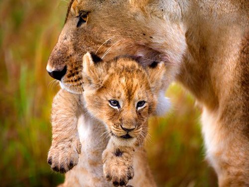08 Lioness Carrying Cub in Pictures of Baby Animals with Mothers (National Geographic)