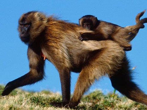 09 Baby Gelada in Pictures of Baby Animals with Mothers (National Geographic)