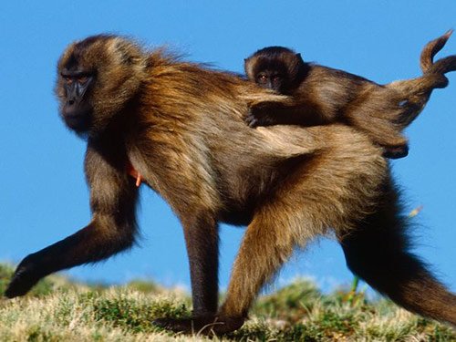 baby animals and their mothers. Baby Animals with Mothers