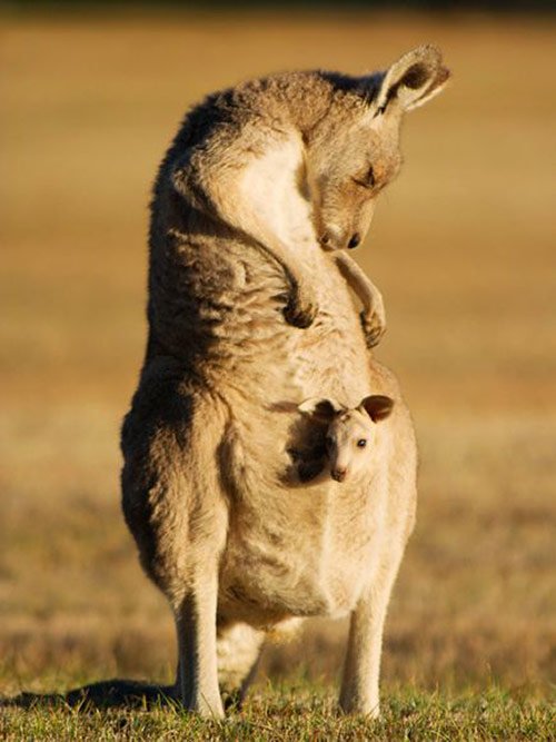 10 Kangaroo and Joey Australia in Pictures of Baby Animals with Mothers (National Geographic)