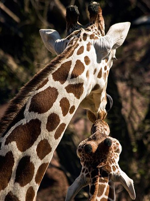 11 Giraffe Mother Calf Nuzzle in Pictures of Baby Animals with Mothers (National Geographic)