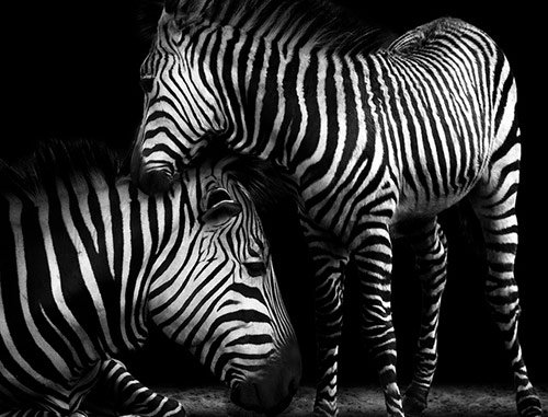 11 BW Photo in Black and White Pictures: 25 Stunning Examples