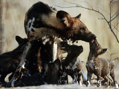 12 Wild Dog Feast in Pictures of Baby Animals with Mothers (National Geographic)