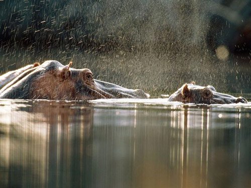 13 Loango Hippos in Pictures of Baby Animals with Mothers (National Geographic)