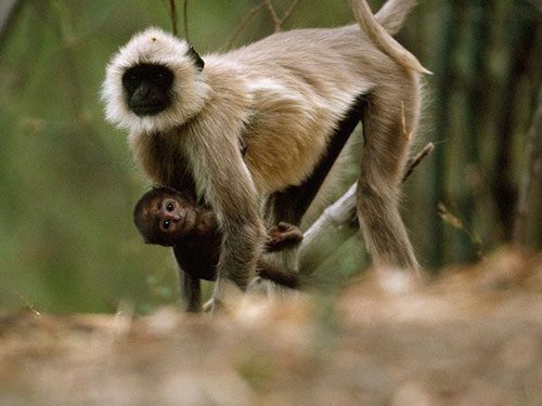 14 Langur Monkey in Pictures of Baby Animals with Mothers (National Geographic)