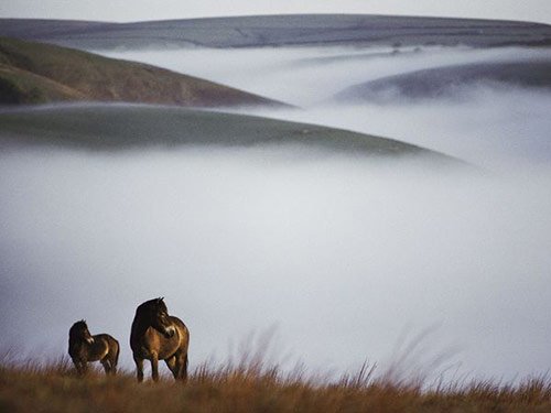 15 Misty Horses in Pictures of Baby Animals with Mothers (National Geographic)