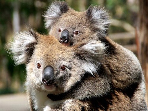 17 Koala Mother Baby in Pictures of Baby Animals with Mothers (National Geographic)