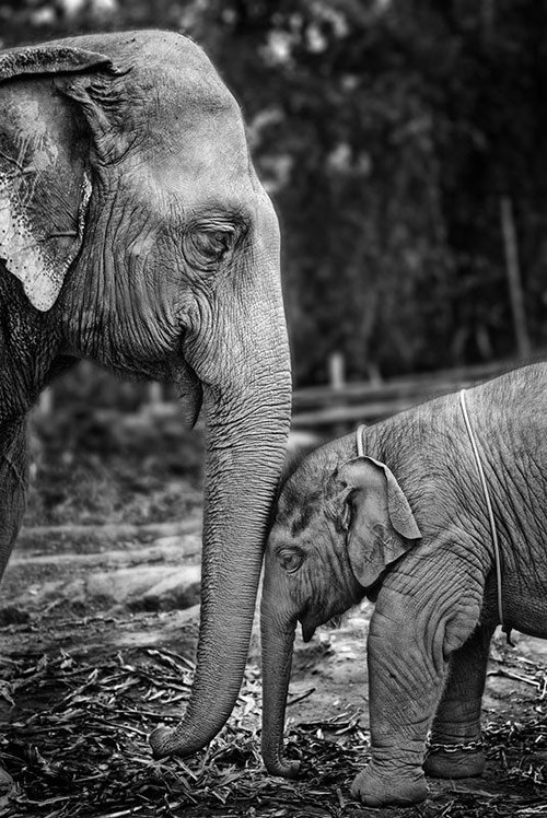Elephant Love in Cute Pictures of Baby Animals getting Parents Care