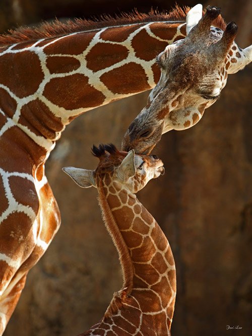 Mothers Kiss in Cute Pictures of Baby Animals getting Parents Care