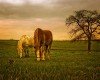 PicturesofHorses