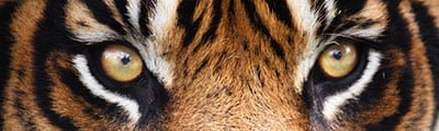Adventurous Examples of Wildlife Photography (12 Big Cats Pics)