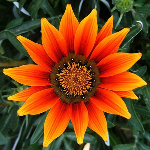 10 flower in naran pakistan 10 flower in naran pakistan in 40 Amazing and Beautiful Pictures of Flowers