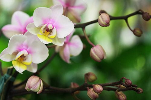 11 beautiful orchid in 40 Amazing and Beautiful Pictures of Flowers