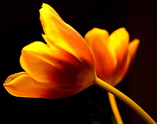 14 flowers in 40 Amazing and Beautiful Pictures of Flowers