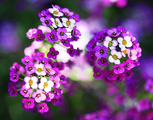 18 dream a little 18 dream a little in 40 Amazing and Beautiful Pictures of Flowers