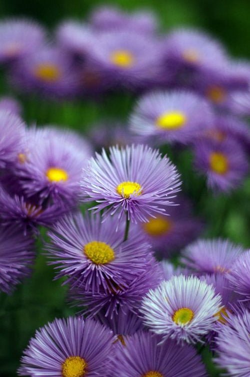 22 violet flowers in 40 Amazing and Beautiful Pictures of Flowers