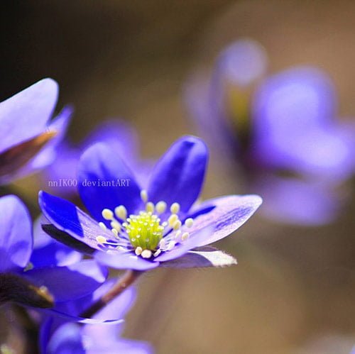 26 blue flowers in 40 Amazing and Beautiful Pictures of Flowers