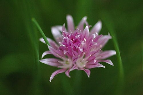 28 chive flower in 40 Amazing and Beautiful Pictures of Flowers