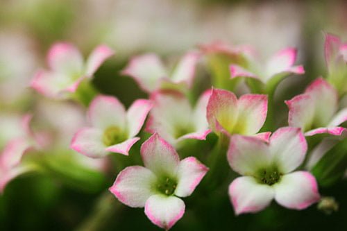 30 affairs of the heart in 40 Amazing and Beautiful Pictures of Flowers