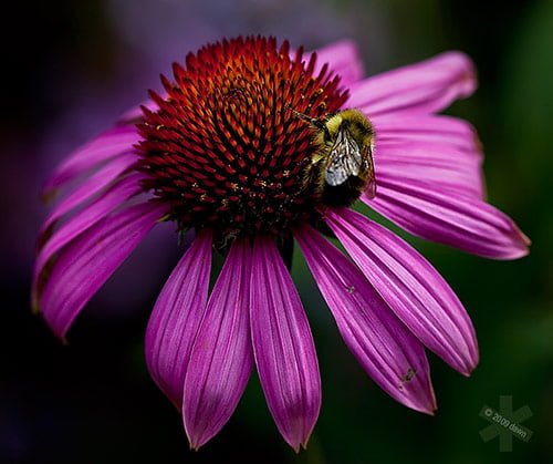 31 flight of the bumblebee in 40 Amazing and Beautiful Pictures of Flowers