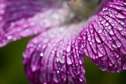 32 purple drops in 40 Amazing and Beautiful Pictures of Flowers