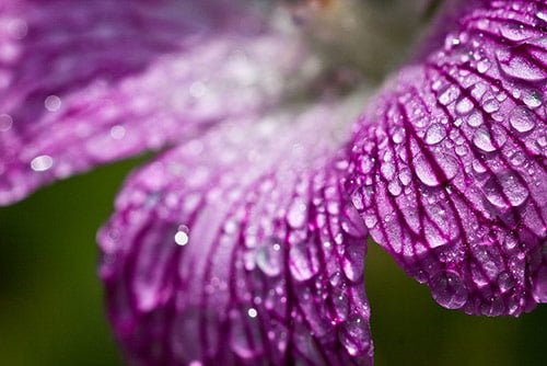 32 purple drops 32 purple drops in 40 Amazing and Beautiful Pictures of Flowers
